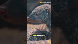 Mongoose vs King Cobra Real Fight | Fastest Jungle Battle Explained | World Wildlife Gravity#viral