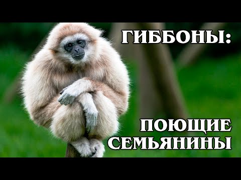 BELARUSIAN GIBBON: The Perfect Singing Family Man | Interesting facts about primates and animals