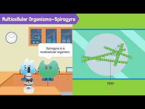 Cells, Unicellular Organisms, and Multicellular Organisms