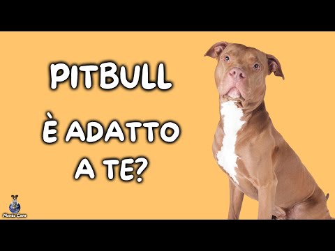 Video: Cose importanti da considerare prima di ottenere un Pit Bull