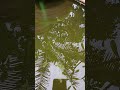 uns peixe na fonte de um amigo.