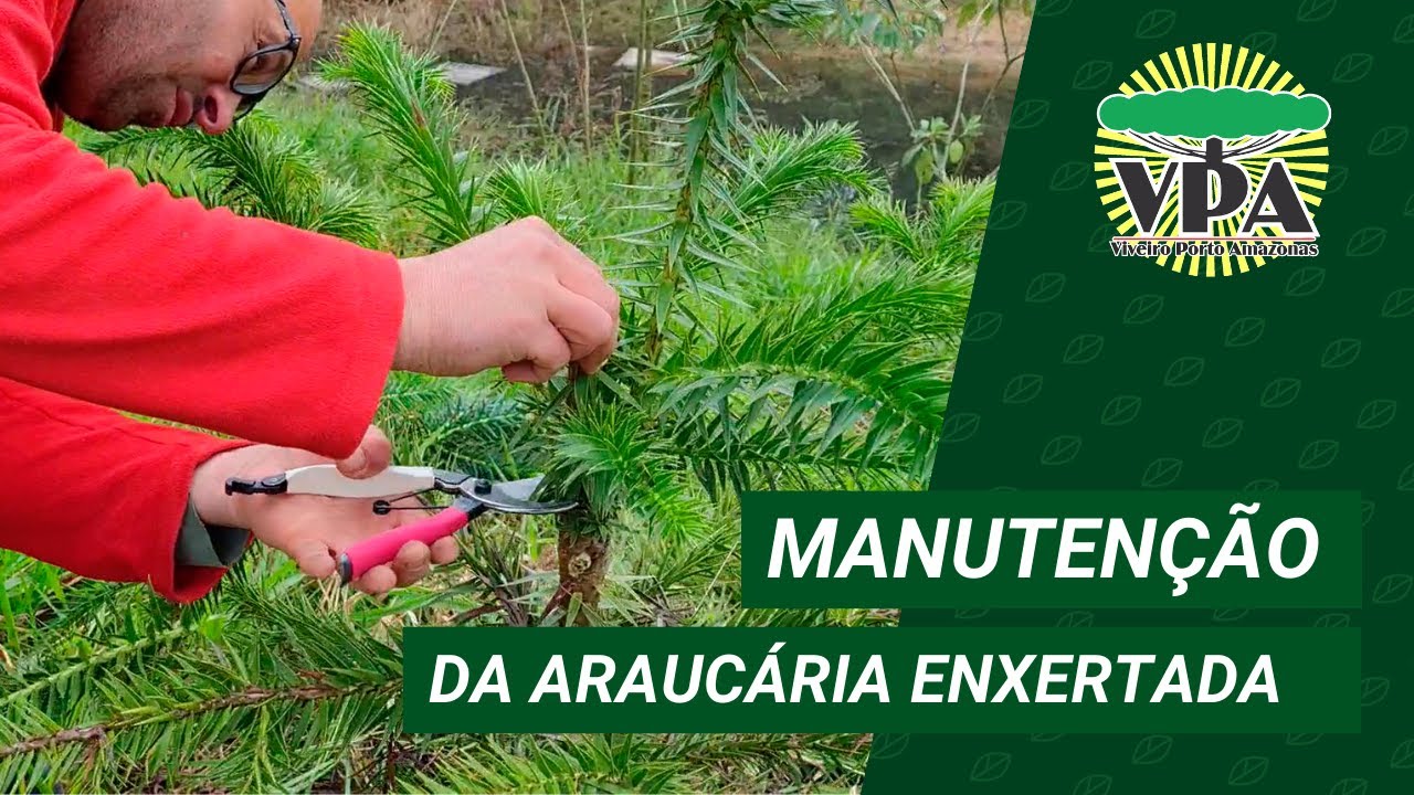 COMO FAZER A MANUTENÇÃO DA ARAUCÁRIA ENXERTADA