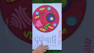 Animal cell working model  #animalcell #workingmodel
