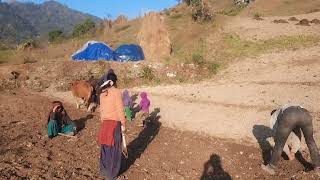 Nepali village bull life farming barley ?
