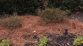 Transplanting Shrubs