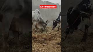 bulls are fighting on FF dairy farm #treanding#bull#animals#big bull#bull market #season 2026start#