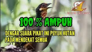 Masteran Puyuh Gonggong paling ampuh