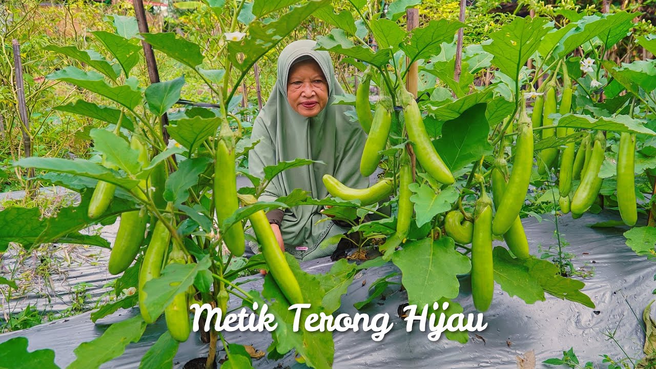 Memetik Terong Hijau di Kebun | Masak Tumis Terong Hijau, Telur Kriwil, dan Ketan Urap Jagung Manis