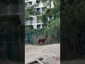 Served 🔥 #poland #poznań #animals #trendingshorts #life #citylife #love