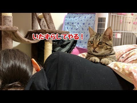 妹が寝不足なのを良いことに好き放題いたずらして困らせてしまった猫w