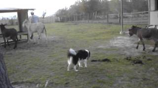 Donkey Feeding Time