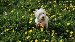 West Highland White Terrier (Westie) Bobby. Sluggard