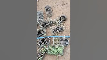 Bẩy chuột cống nhum dính cở nầy anh em thấy sao #sanbatbatri