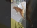 Ang kulit na malambing na pusa awitt