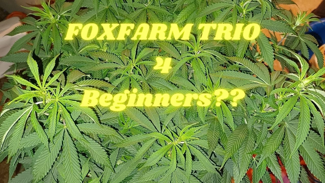 FoxFarm Trio? Should you use it?