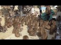 【淡路島モンキーセンター】おやつのミカンをもらって大騒ぎ【Awaji Island Monkey Center】
