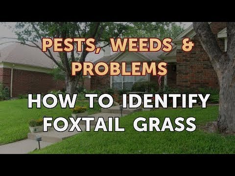 foxtail grass identification