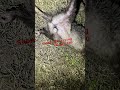 Subscribe #hunting #shorts #opossum #rabbit #subscribe