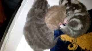 Милые котята, маленькие кошки - Cute kittens, small cats Милые котята, маленькие кошки - Cute kittens, small cats