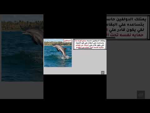 حاسه السمع القويه الي عند الدولفين ازاي بتساعده