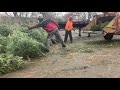 Chipping Christmas trees