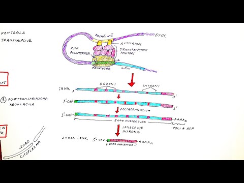 Video: Zašto je ekspresija gena složenija kod eukariota?