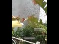 @Beeworldperu | Abejas sin aguijón. En peligro de extinción