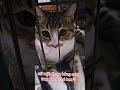 #sam #mèocon #cat #shorts