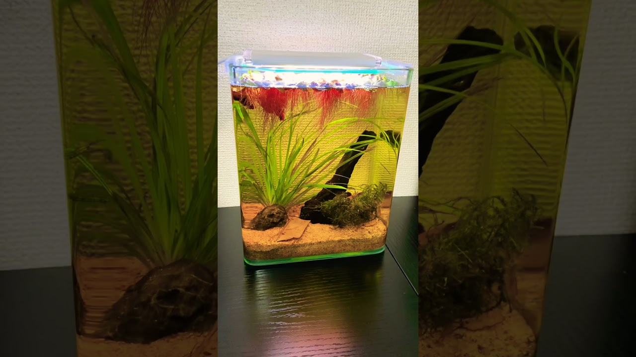 Aquarium Red Betta Fish Tank アクアリウム ベタ 熱帯魚 水槽レイアウト Youtube