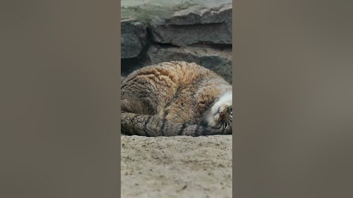 Video 2997251: manul cat, manul animal, cat sounds animals, cat falls