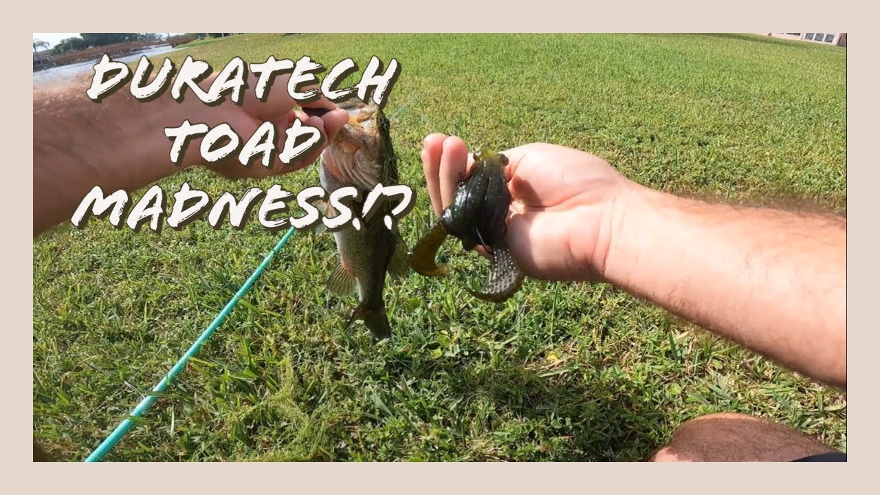 DURATECH TOAD MADNESS! (best frog lure ever?)