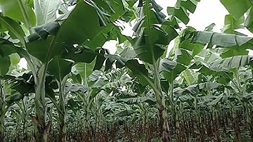 chuối tiêu hồng giống mới 0779335899