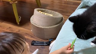 娘からしつこく枝豆を勧められる猫　ラガマフィン　A cat recommended to soy beans by a one-year-old