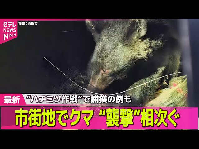 【クマ出没】道路にクマ「めっちゃ見てる」出没相次ぐ/ハチミツ作戦でやっと捕獲　お寺にクマ居座り“5日間”── ニュースライブ （日テレNEWS LIVE）