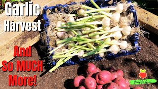 We Harvested a Year's Worth of Garlic + A Bonus Potato Harvest!