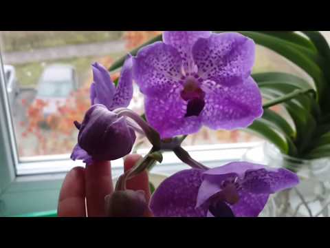 Видео: Отглеждане на орхидея Vanda - Научете за грижата за орхидеите Vanda