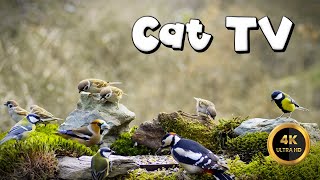 Cat TV for Cats to Watch 🐈 - CURIOUS SPAROWS 🐦‍⬛ (4K) by Birdies Buddies 2,623 views 1 month ago 8 hours, 22 minutes