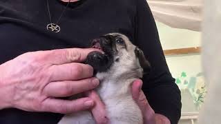 Worming wriggly puppies by Beverley Benbow 158 views 1 year ago 6 minutes, 21 seconds