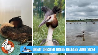 GREAT CRESTED GREBE RELEASE! 🧡