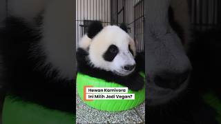 Hewan Gemoy Ini Ternyata Berbahaya ?! 🐼💀 Fakta Gelap Panda #factualguy #panda #giantpanda