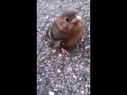 Enseñando a un pajarito a volar