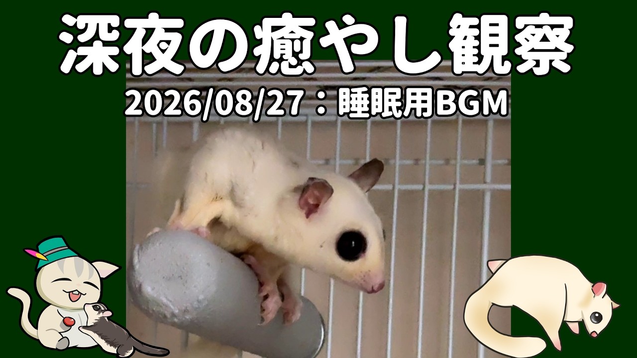 lo-fi Hip-Hop】深夜観察2026/08/27 Late-Night Sugar Glider Care