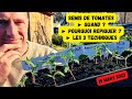 Cest le moment de semer nos tomates potager mars 2023