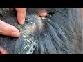 ASMR Scalp Care and Scratching Sounds for Better Sleep #1097