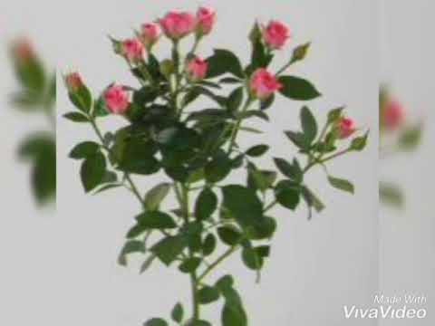 Руслан Агоев - Гуляй, красивая