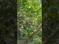 🦋titli🦋#farming #plant #lemontree #villagelife #butterfly🌷#shorts #ytshorts #likeandsubscribe