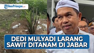 DEDI MULYADI: Penanaman Sawit di Jawa Barat Dilarang! Cegah Krisis Air dan Lahan