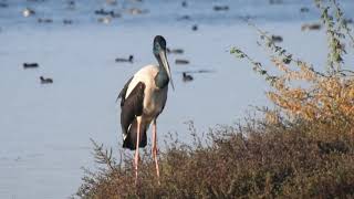 Black Necked Stork in Jamnagar, India