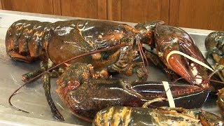 23-pound lobster found in N.B. faces uncertain future screenshot 5
