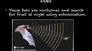 Bat Powerpoint
